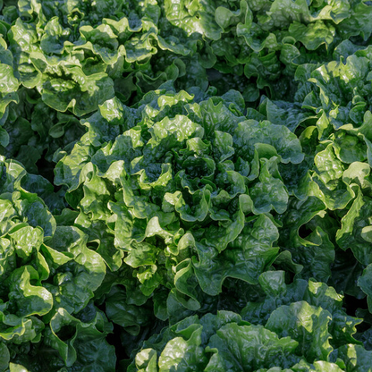 Lettuce Green Batavia Conversion RZ Seeds