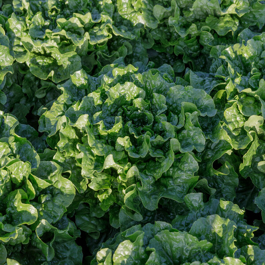 Lettuce Green Batavia Conversion RZ Seeds