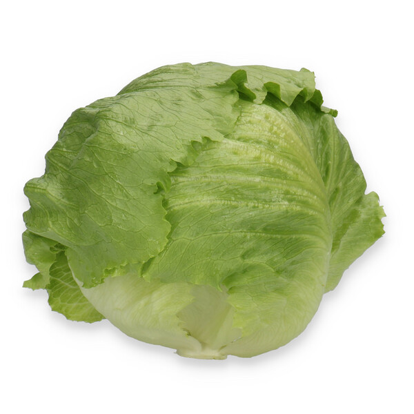 Lettuce Large Headed Iceburg Corvinas RZ Seeds