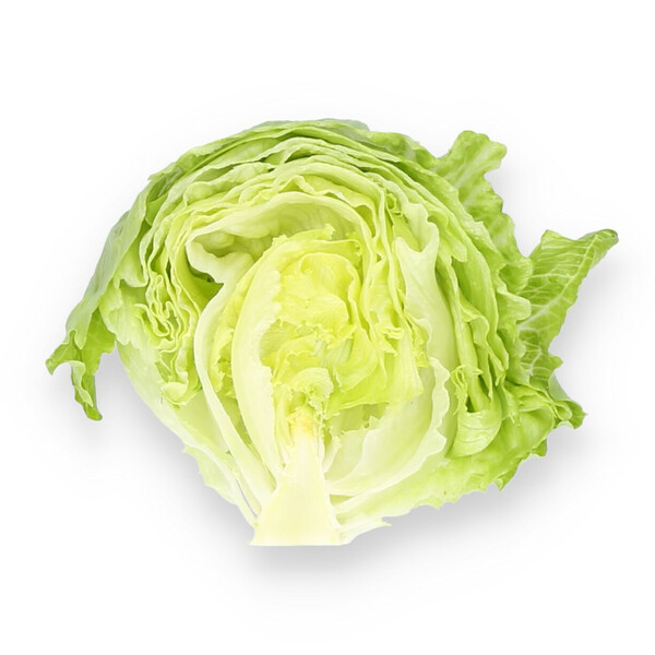 Lettuce Large Headed Iceburg Corvinas RZ Seeds