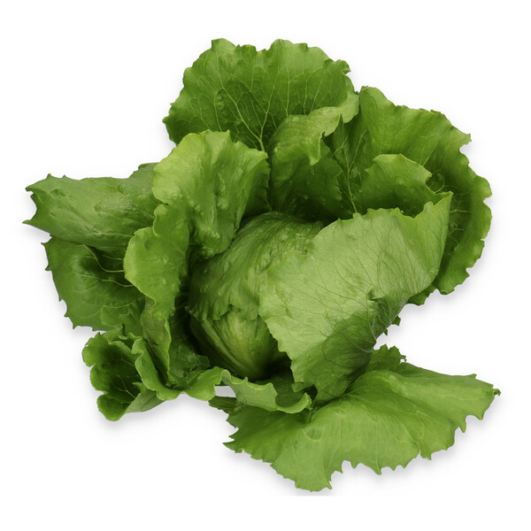 Lettuce Large Headed Iceburg Corvinas RZ Seeds