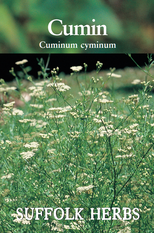 Suffolk Herbs Cumin 350 Seeds