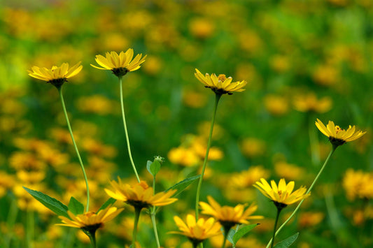 Rudbeckia laciniata Seeds