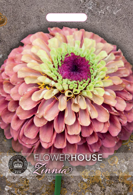 Thompson & Morgan Kew Flower Zinnia elegans Queen Red Lime - 20 Seeds