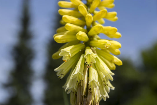 Kniphofia citrina Seeds