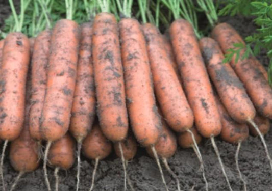 Carrot  Adelaide F1 Hybrid Seed