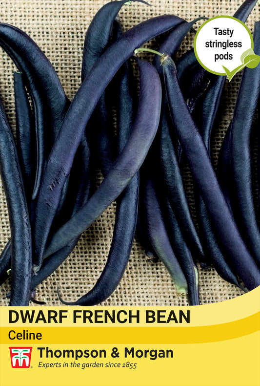 Thompson & Morgan  Vegetable Dwarf French Bean Celine - 120 Seeds