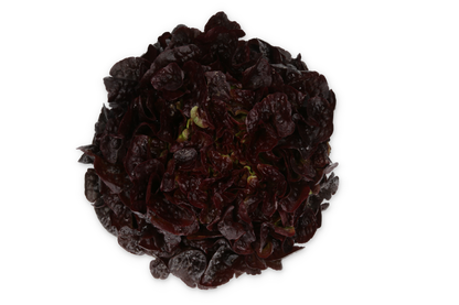 Lettuce Dakarai RZ (83-OA5664) Untreated Seeds