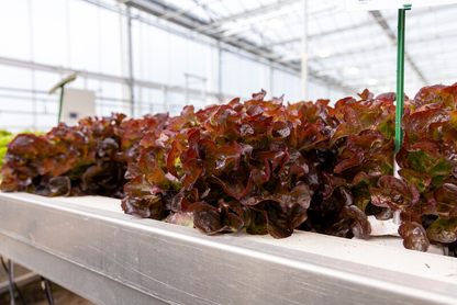 Lettuce Dakarai RZ (83-OA5664) Untreated Seeds