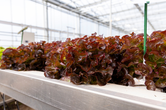 Lettuce Dakarai RZ (83-OA5664) Untreated Seeds