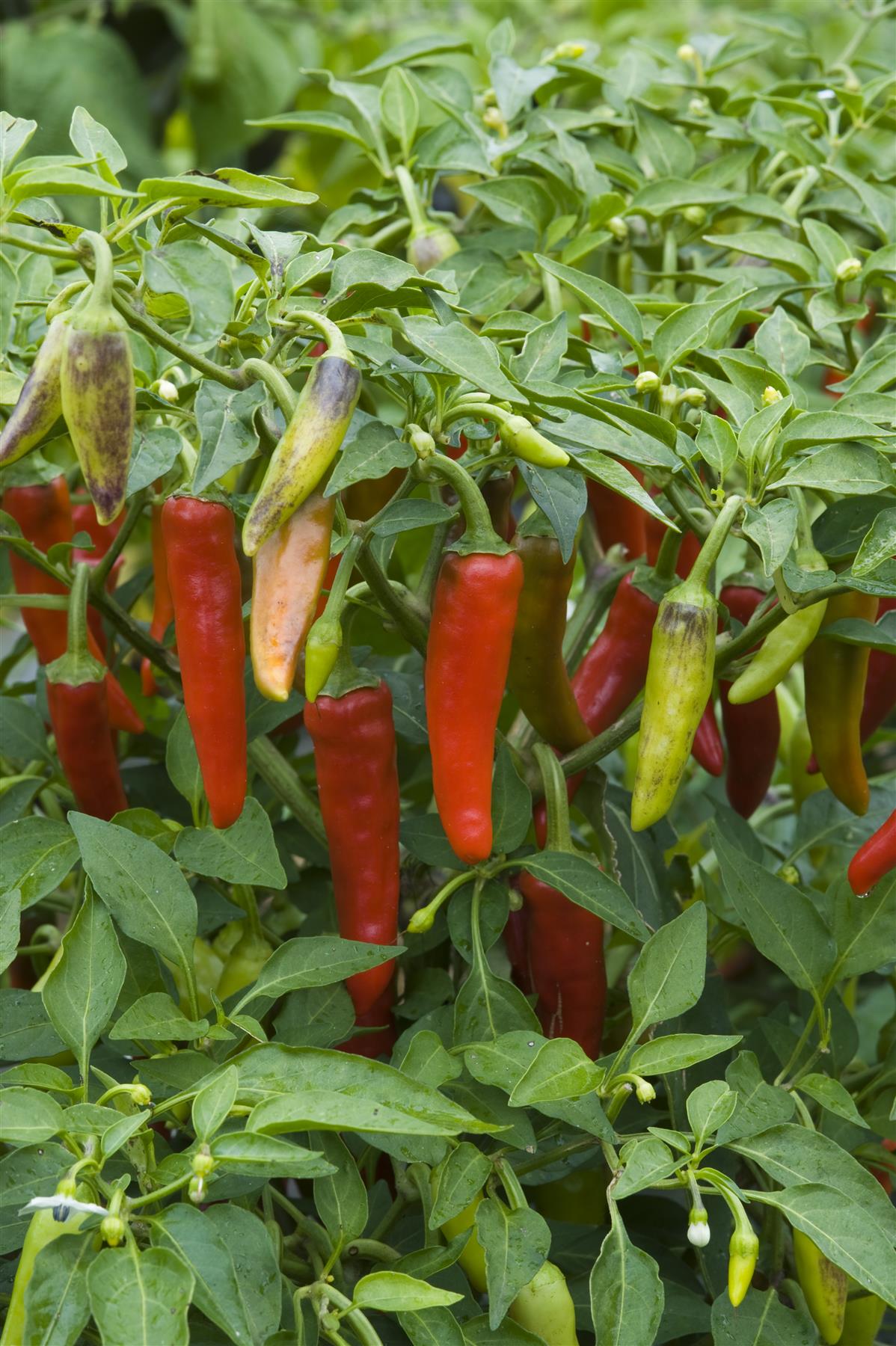 Chilli Pepper Hot Gusto Green F1 Hybrid Seeds