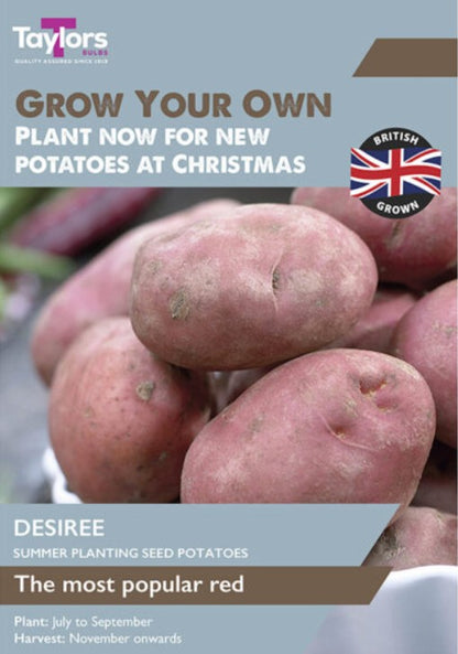 Desiree Seed Potatoes 10 Tubers – Summer Planting