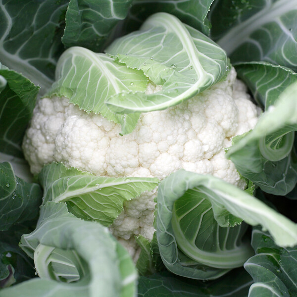 Cauliflower Dexter RZ F1 Hybrid (26 -160) Untreated Seeds