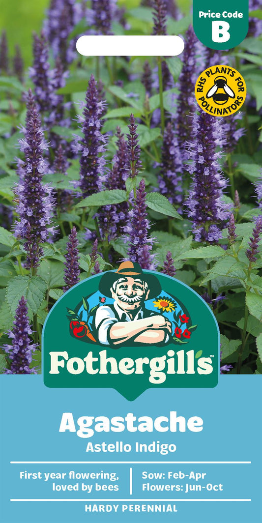 Fothergills Agastache Astello Indigo Seeds
