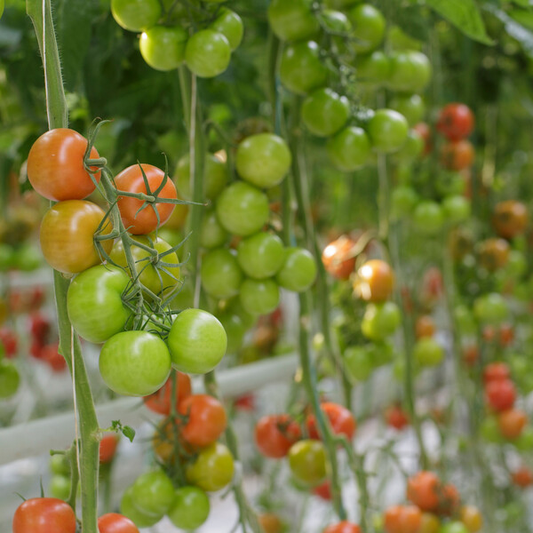 Tomato Dometica RZ F1 (72-225) Untreated Gspp Seeds