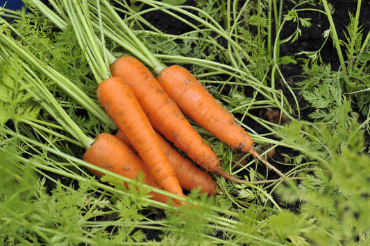 Carrot Amsterdam Forcing 2 Seeds