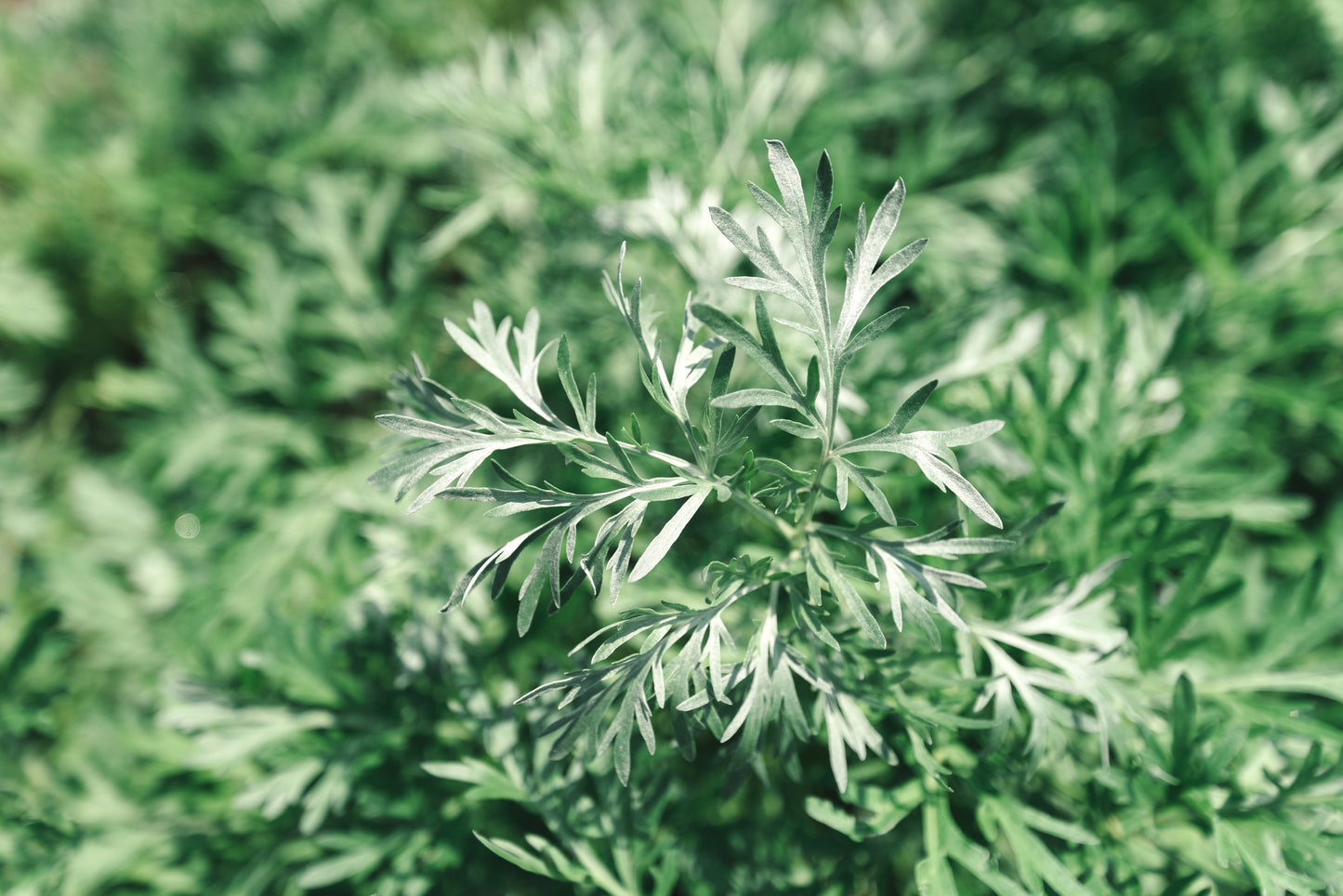 Wormwood Artemisia absinthium Seeds
