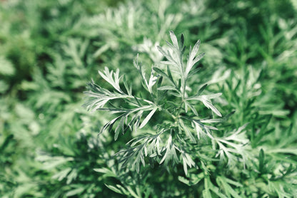 Wormwood Artemisia absinthium Seeds