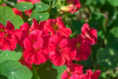 Nasturtium Cherry Rose Jewel Seeds