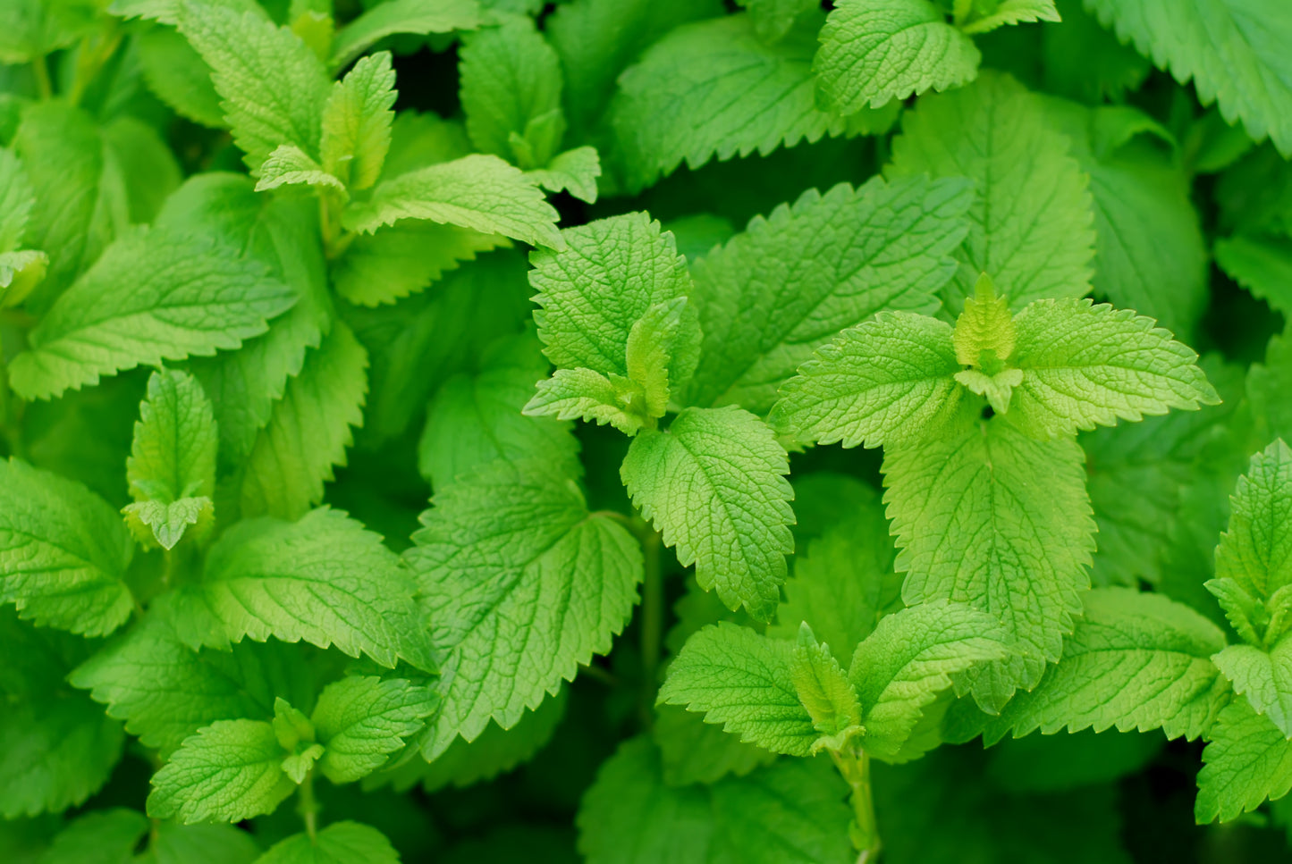 Lemon Balm Seeds - Melissa officinalis