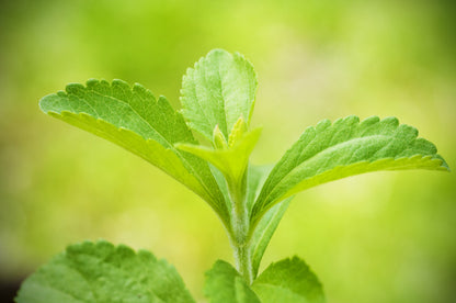 Stevia revaudiana - Sweet Herb Sugar Plant Seeds
