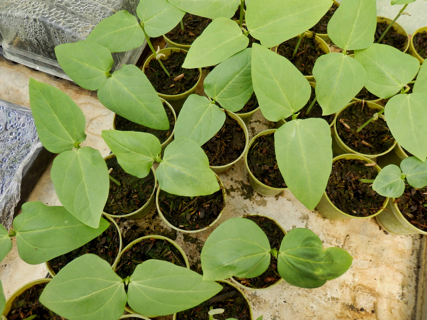 Climbing French Bean Blue Lake Seeds