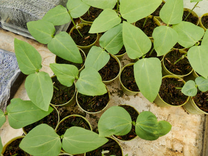 Climbing French Bean Blue Lake Seeds