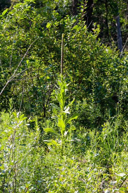Greater Mullein Verbascum thapsus Seeds