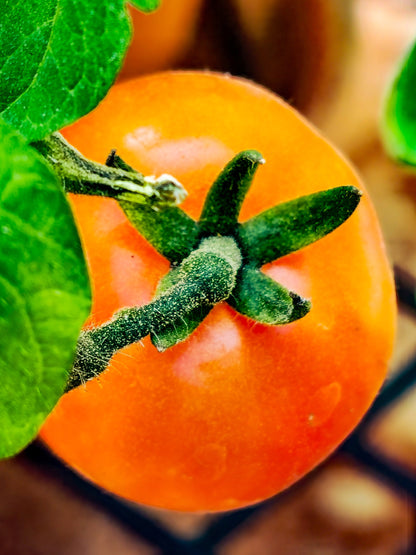Tomato Sungold F1 Seeds