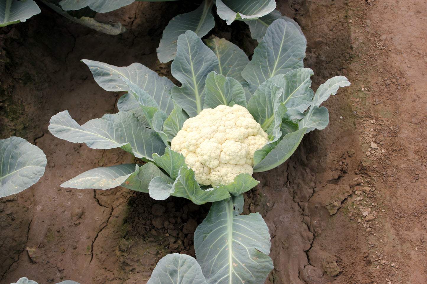 Cauliflower Snowball Seeds