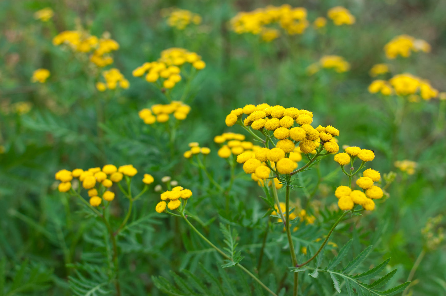 Tansy Tanacetum vulgare Seeds