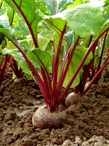 Beetroot Red Ace F1 Hybrid Seeds