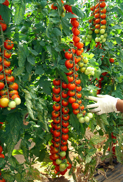 Tomato Sweet Aperitif Seeds