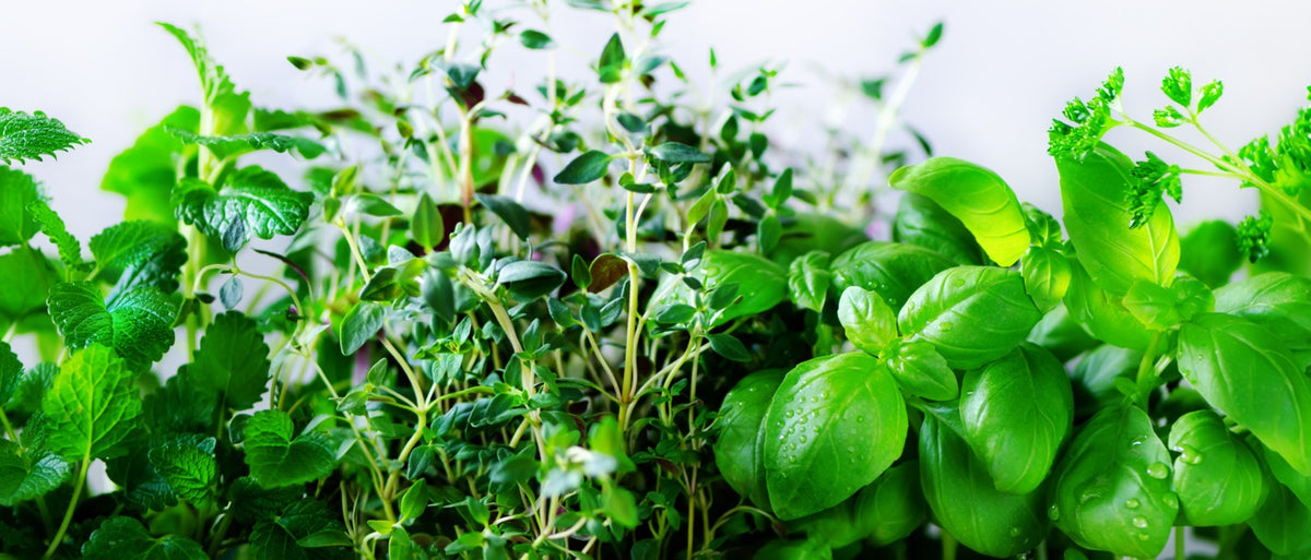 Herbs to Sow