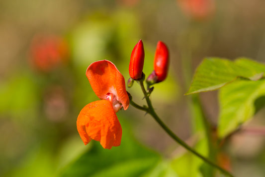 Runner Bean Firestorm Seed