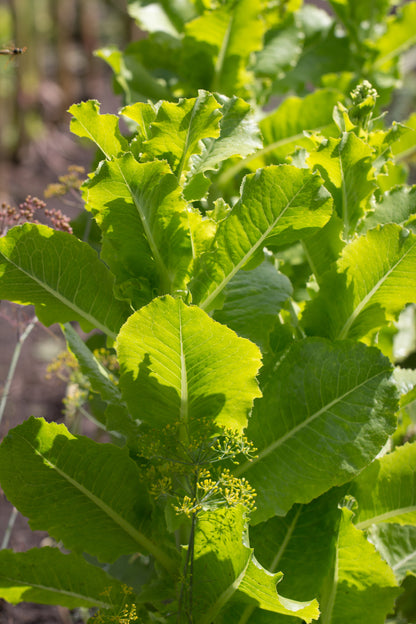 Lettuce Winter Arctic King Seeds