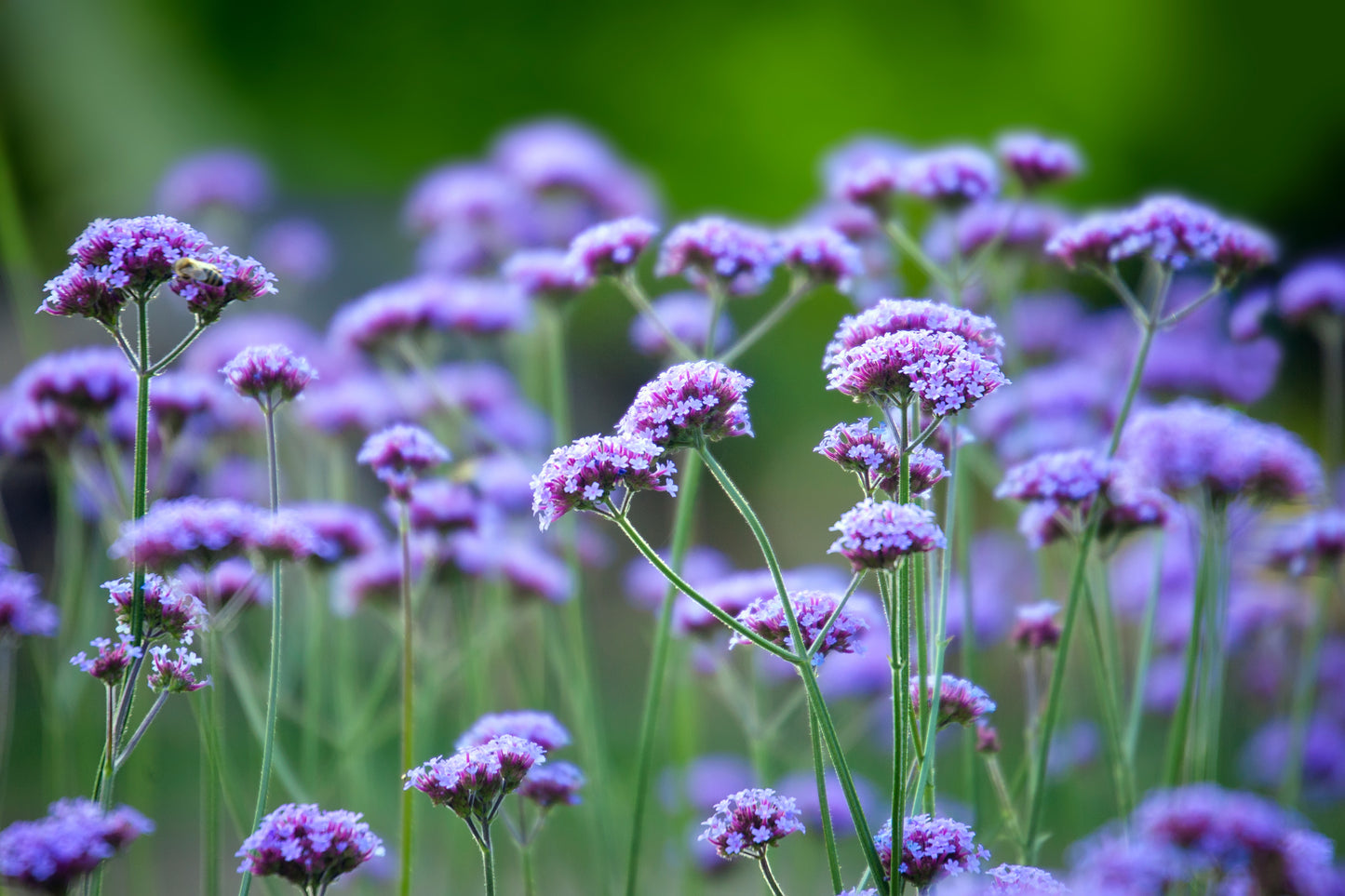 Verbena bonariensis Seeds