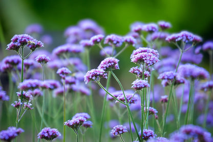 Verbena bonariensis Seeds