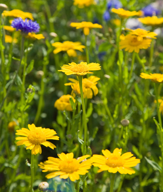 Wild Flower Corn Marigold Seeds - Glebionis segetum