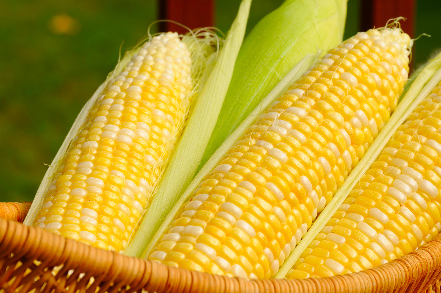 Sweetcorn Incredible F1 Hybrid Seeds