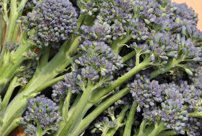 Broccoli Early Purple Sprouting Seeds
