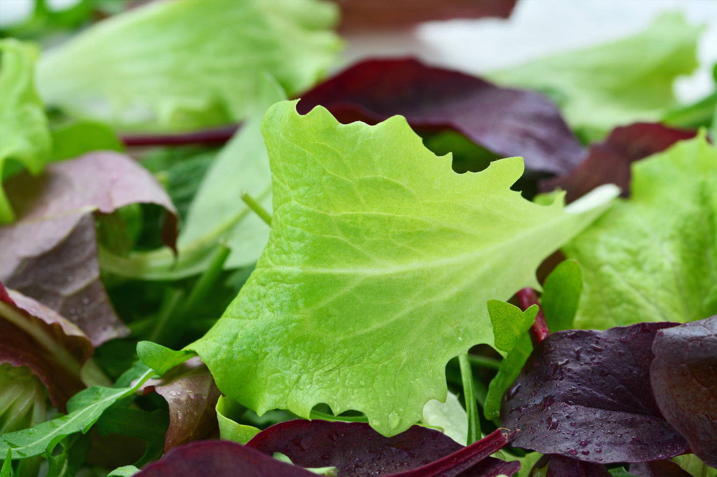 Lettuce Mixed Seeds - Baby Leaf Salad Leaves