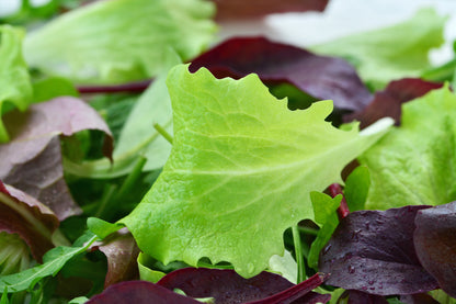 Lettuce Mixed Seeds - Baby Leaf Salad Leaves