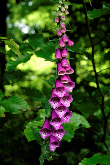Common Foxglove Seeds – Digitalis purpurea