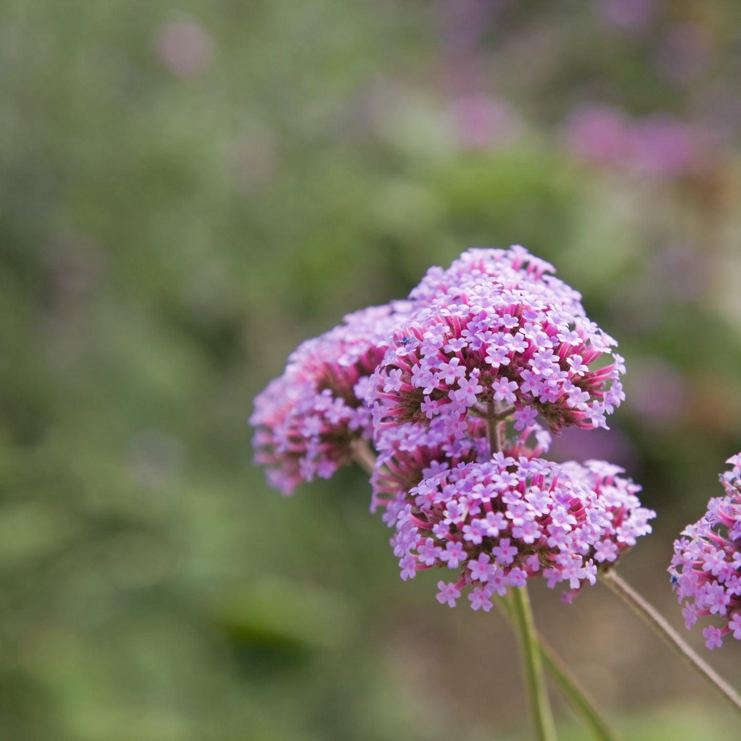 Verbena bonariensis Seeds