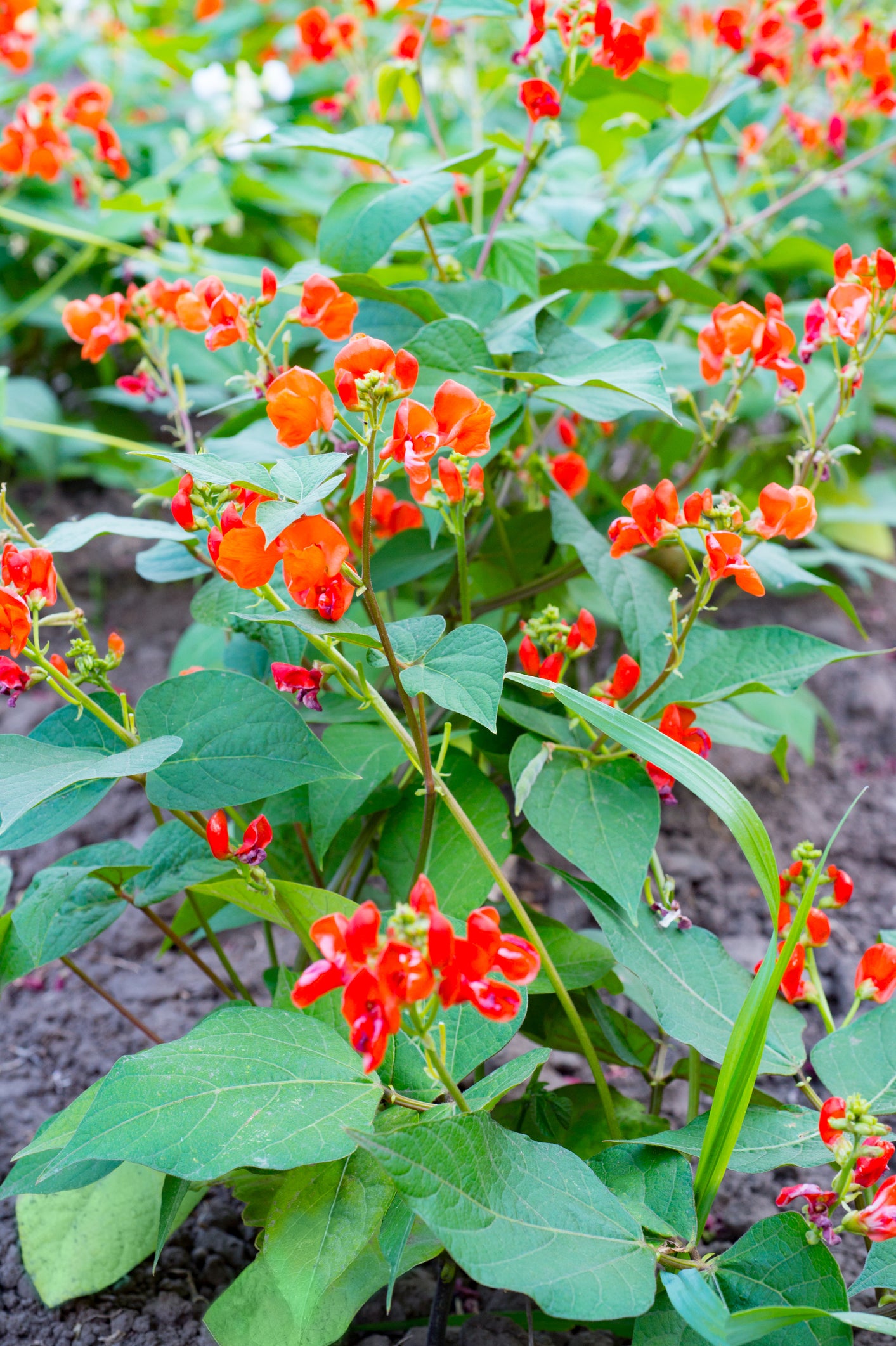 Runner Bean Enorma Seeds – Long Pod High Yield Variety
