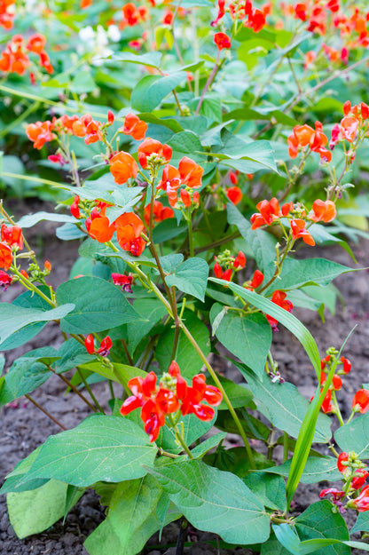 Runner Bean Enorma Seeds – Long Pod High Yield Variety