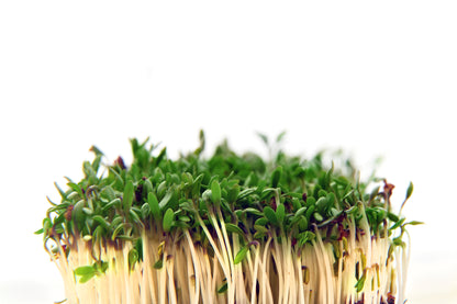 Cress Common Plain Seeds – Fast Growing Large Leaf Variety