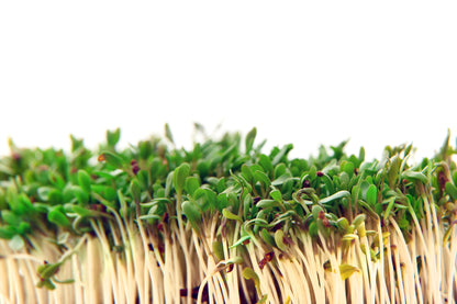 Cress Common Plain Seeds – Fast Growing Large Leaf Variety