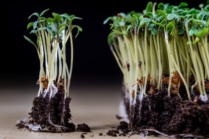 Cress Common Plain Seeds – Fast Growing Large Leaf Variety